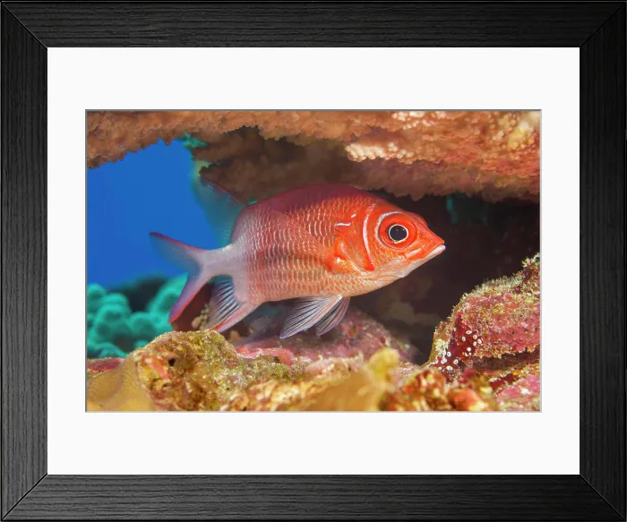 Framed Print : The Tailspot squirrelfish (Sargocentron caudimaculatum) is also referred to as a silverspot squirrelfish; Yap Framed Print : The Tailspot squirrelfish (Sargocentron caudimaculatum) is also referred to as a silverspot squirrelfish; Yap