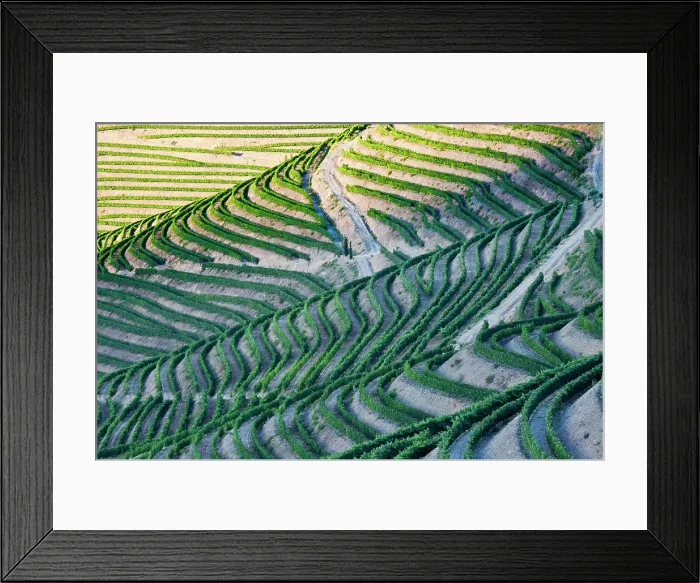 Framed Print : Portugal, Terraced Vineyards lining the hills of the Douro Valley Framed Print : Portugal, Terraced Vineyards lining the hills of the Douro Valley