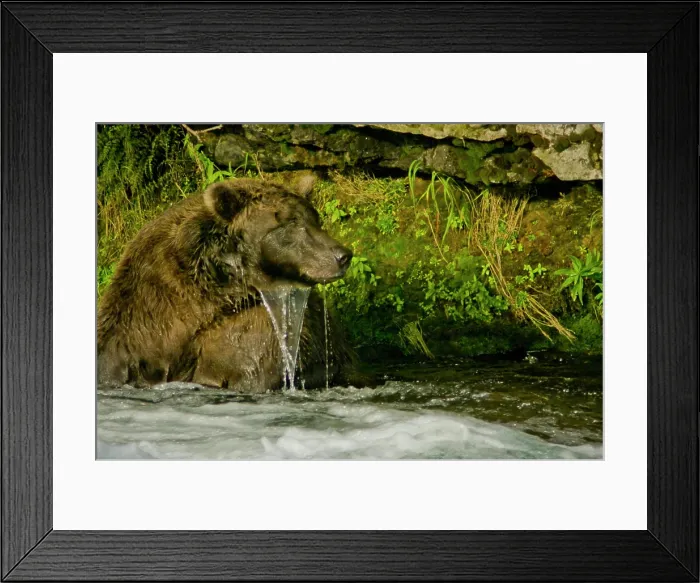 Framed Print : USA, Pacific Northwest, Alaska, Katmai National Park. Grizzly bear fishing for salmon in the Brooks River Framed Print : USA, Pacific Northwest, Alaska, Katmai National Park. Grizzly bear fishing for salmon in the Brooks River