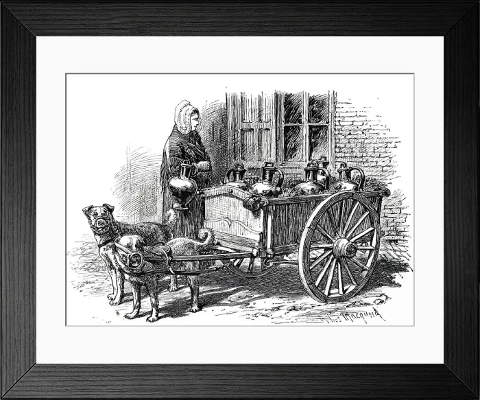 Framed Print : Engraving depicting an Antwerp milk woman making her deliveries using a small cart pulled by dogs. Dated 19th century Framed Print : Engraving depicting an Antwerp milk woman making her deliveries using a small cart pulled by dogs. Dated 19th century