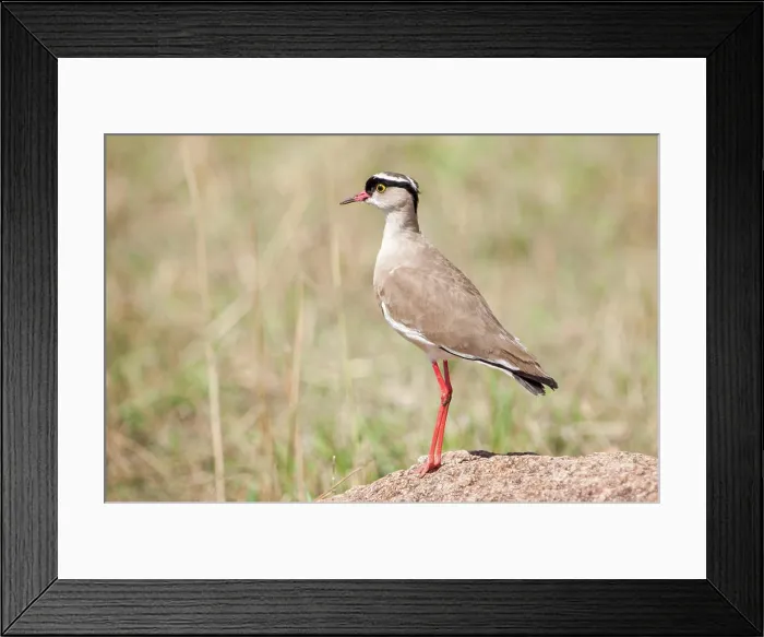 Framed Print : Crowned Lapwing Crowned Lapwing Copyright: xZoonar.com / DavidxTyrerx 20910513