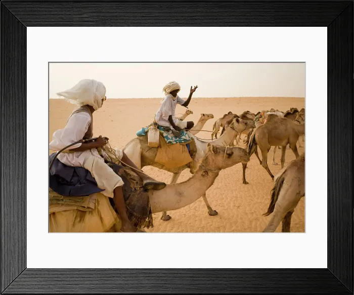 Framed Print : A camel caravan travels through the Sahara Desert, Sudan.150, 000 camels travel from Sudan to Egypt yearly to be sold Framed Print : A camel caravan travels through the Sahara Desert, Sudan.150, 000 camels travel from Sudan to Egypt yearly to be sold