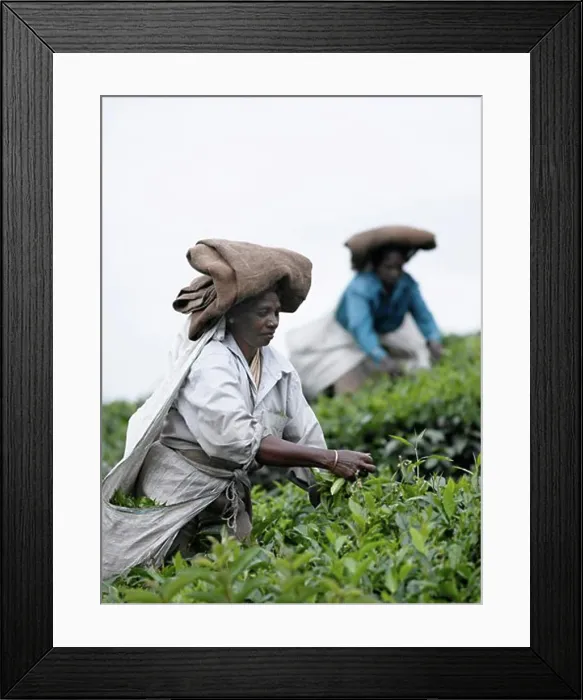 Framed Print : Woman picking tea on a plantation, Munnar, Kerala, India Framed Print : Woman picking tea on a plantation, Munnar, Kerala, India