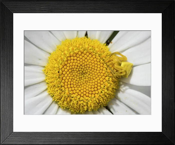 Framed Print : Adult female of crab spider (Thomisus onustus) camouflaged on common daisy (Bellis perennis) Framed Print : Adult female of crab spider (Thomisus onustus) camouflaged on common daisy (Bellis perennis)