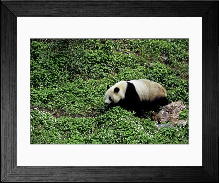 Framed Print : China, Sichuan Province, Wolong Panda Reserve, Giant Panda (Ailuropoda Melanoleuca), Wildflowers Framed Print : China, Sichuan Province, Wolong Panda Reserve, Giant Panda (Ailuropoda Melanoleuca), Wildflowers