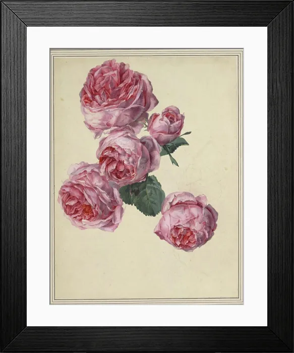 Framed Print : Watercolor by Sebastian Wegmayr depicting roses, with cover colors applied over pencil lines