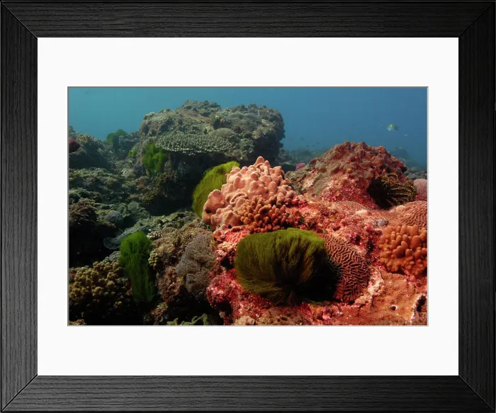 Framed Print : Coral reef. Mixed soft corals and hard corals off of North Stradbroke Island. Queensland. Australia