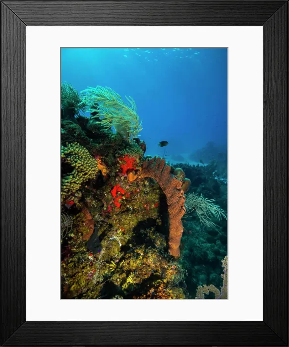Framed Print : Coral reef in St. Croix, U.S. Virgin Islands Framed Print : Coral reef in St. Croix, U.S. Virgin Islands