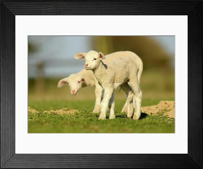 Framed Print : Merino sheep, lambs