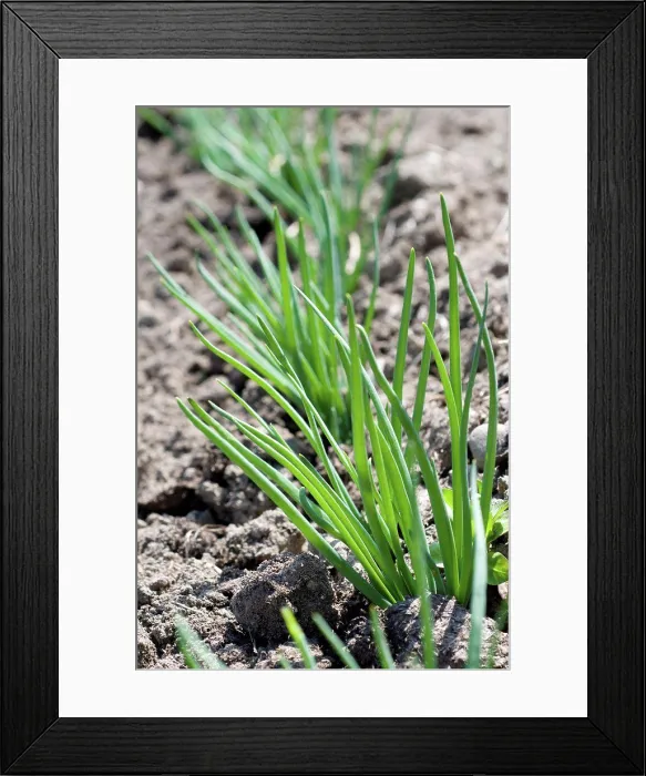 Framed Print : Onion seedlings in a garden Ain France Framed Print : Onion seedlings in a garden Ain France