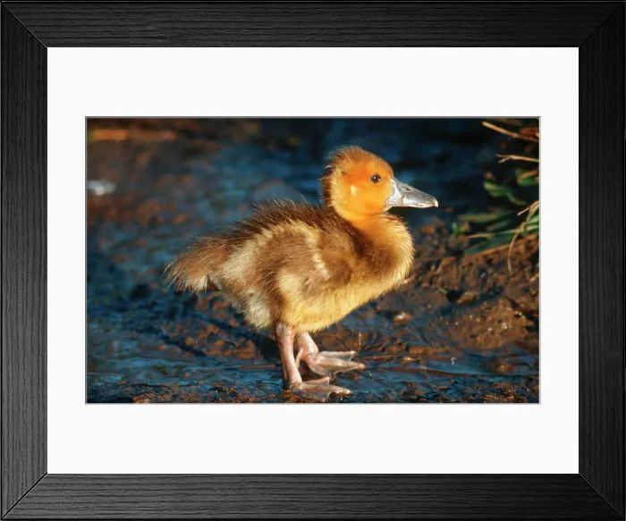 Framed Print : Spur-winged Goose (Plectropterus gambensis) gosling. Somerset West District, Western Cape, South Africa Framed Print : Spur-winged Goose (Plectropterus gambensis) gosling. Somerset West District, Western Cape, South Africa
