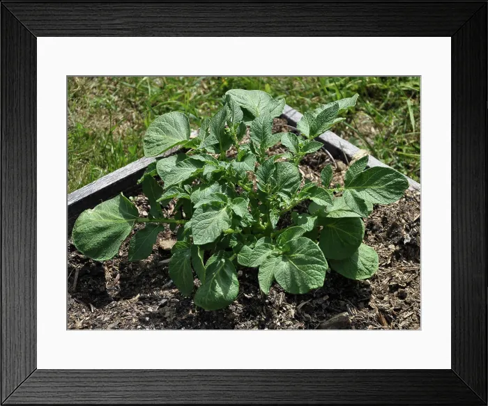Framed Print : Junge Kartoffelpflanze im Gemüsegarten - Young potato plant in vegatable garden Junge Kartoffelpflanze im Gemüsegarten Framed Print : Junge Kartoffelpflanze im Gemüsegarten - Young potato plant in vegatable garden Junge Kartoffelpflanze im Gemüsegarten