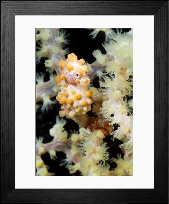 Framed Print : Bargibanti pygmy seahorse, Hippocampus bargibanti, Komodo National Park, Indonesia, Asia Framed Print : Bargibanti pygmy seahorse, Hippocampus bargibanti, Komodo National Park, Indonesia, Asia