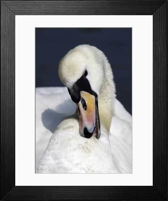 Framed Print : Höckerschwan Höckerschwan Framed Print : Höckerschwan Höckerschwan