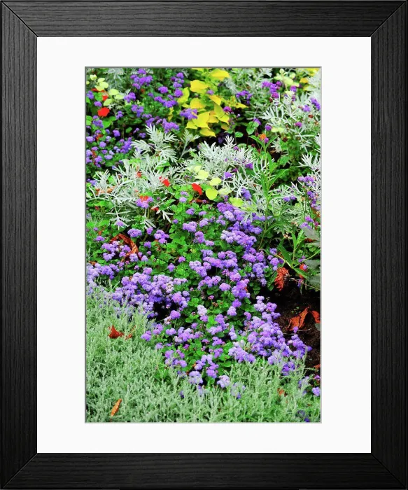 Framed Print : Blue mink in bloom in a garden Framed Print : Blue mink in bloom in a garden