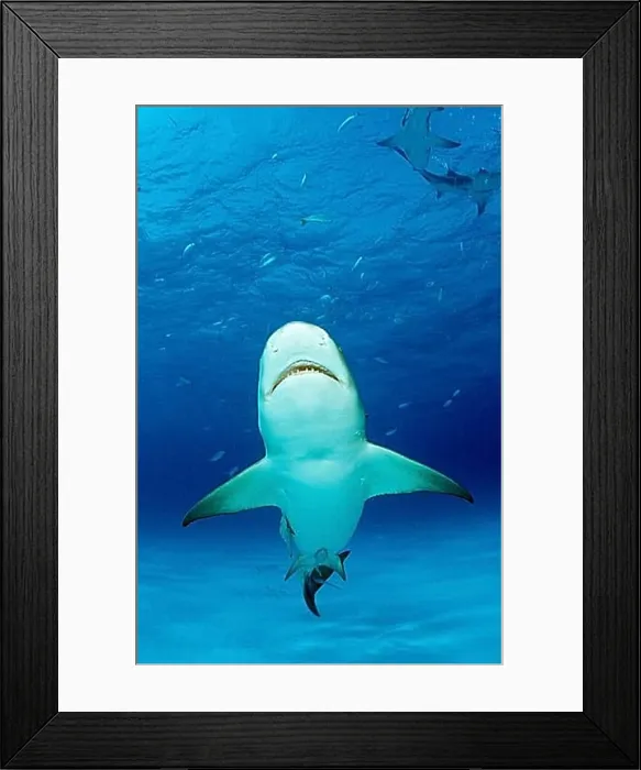 Framed Print : Lemon Shark, Negaprion brevirostris, Bahamas, Grand Bahama Island, Atlantic Ocean, Central America Framed Print : Lemon Shark, Negaprion brevirostris, Bahamas, Grand Bahama Island, Atlantic Ocean, Central America