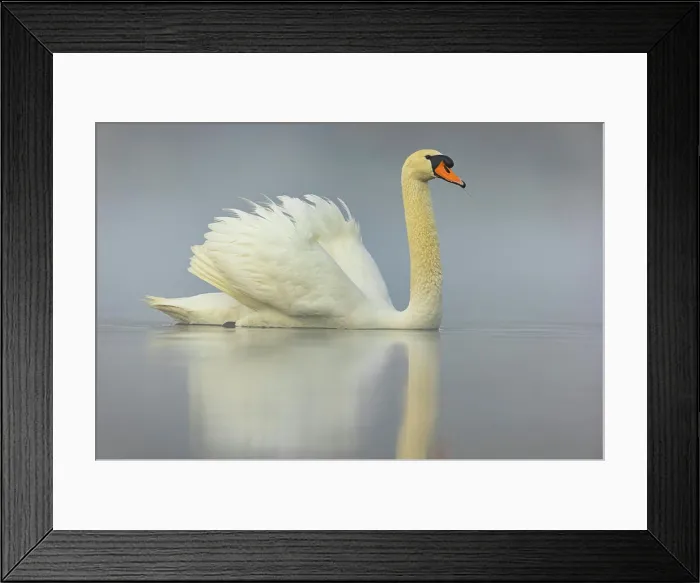 Framed Print : Hoeckenschwan, Hoecker Schwan Cygnus Olor Framed Print : Hoeckenschwan, Hoecker Schwan Cygnus Olor
