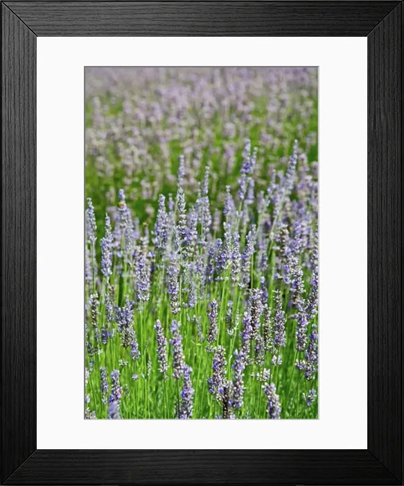 Framed Print : Lavender Field, Salt Spring Island, British Columbia, Canada Framed Print : Lavender Field, Salt Spring Island, British Columbia, Canada