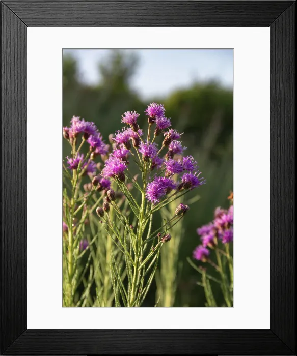 Framed Print : Vernonanthura nudiflora, the wild in the mountains is growing in the mountains Framed Print : Vernonanthura nudiflora, the wild in the mountains is growing in the mountains