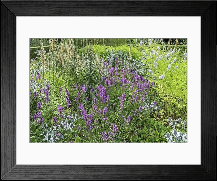 Framed Print : Colourful flowers and flowering herbs in kitchen garden, herb garden in summer Framed Print : Colourful flowers and flowering herbs in kitchen garden, herb garden in summer