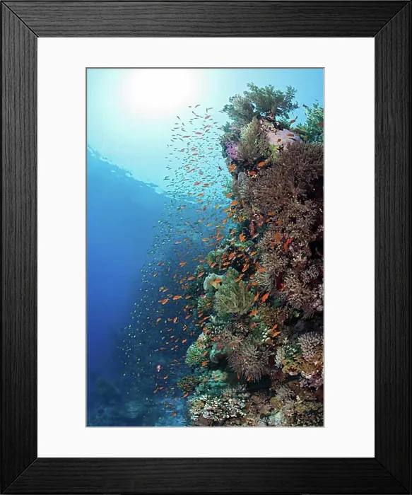 Framed Print : Harem flagfish on the reef (Pseudanthias squamipinnis), St. Johns, Red Sea, Egypt, Africa Framed Print : Harem flagfish on the reef (Pseudanthias squamipinnis), St. Johns, Red Sea, Egypt, Africa