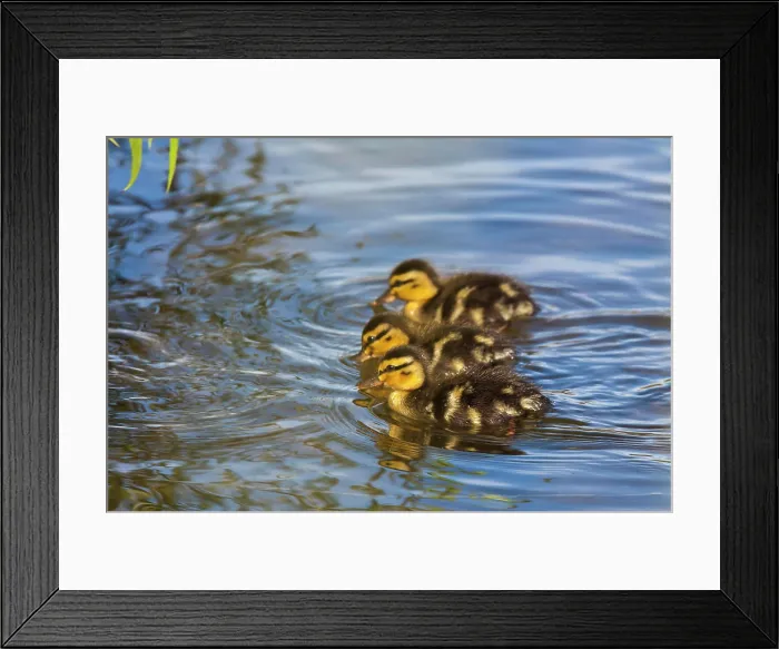 Framed Print : Brood of young Mallard chicks Framed Print : Brood of young Mallard chicks