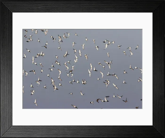 Framed Print : Winter plumage Golden Plovers whiffling Framed Print : Winter plumage Golden Plovers whiffling