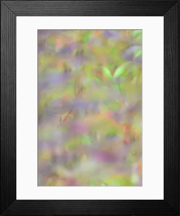 Framed Print : Colourful autumn leaves, wild cherry (Prunus avium), impressionistic, Moselle, Rhineland-Palatinate, Germany, Europe Framed Print : Colourful autumn leaves, wild cherry (Prunus avium), impressionistic, Moselle, Rhineland-Palatinate, Germany, Europe