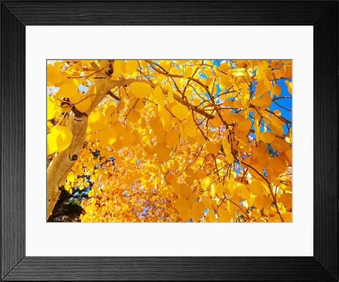 Framed Print : Autumn tree Autumn tree in morning meadow Framed Print : Autumn tree Autumn tree in morning meadow