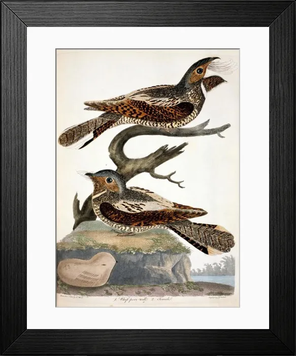Framed Print : Whippoorwill, by A. Wilson, Print Framed Print : Whippoorwill, by A. Wilson, Print