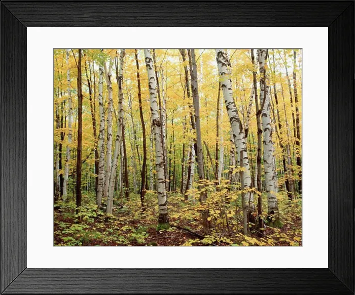 Framed Print : Birch Forest, Algonquin Provincial Park, Ontario, Canada Framed Print : Birch Forest, Algonquin Provincial Park, Ontario, Canada