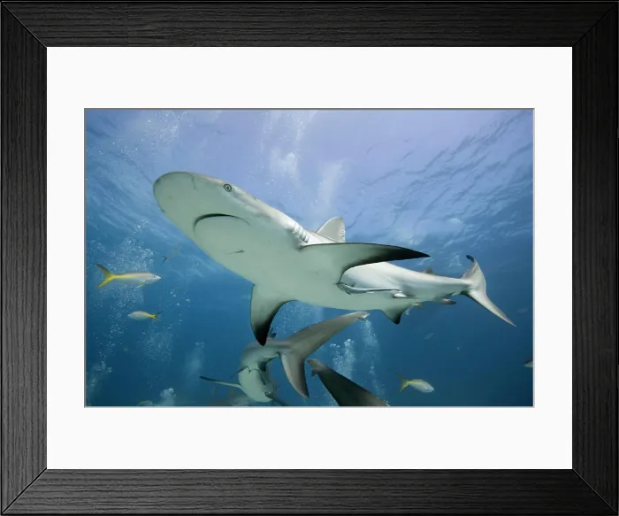 Framed Print : Bahamas, New Providence Island, Caribbean Reef Sharks (Carcharhinus perezi) swimming in Caribbean Sea Framed Print : Bahamas, New Providence Island, Caribbean Reef Sharks (Carcharhinus perezi) swimming in Caribbean Sea
