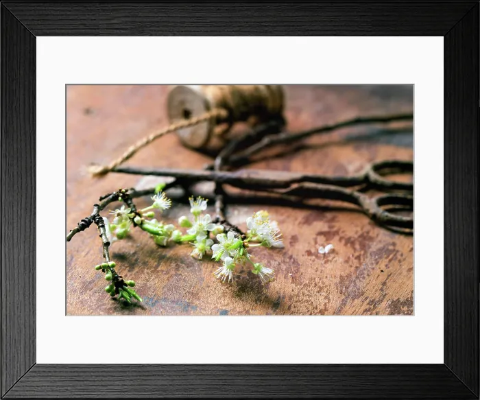 Framed Print : Zweig der Blüte Blossom branch with vintage scissors and reel over brown wooden surface Framed Print : Zweig der Blüte Blossom branch with vintage scissors and reel over brown wooden surface