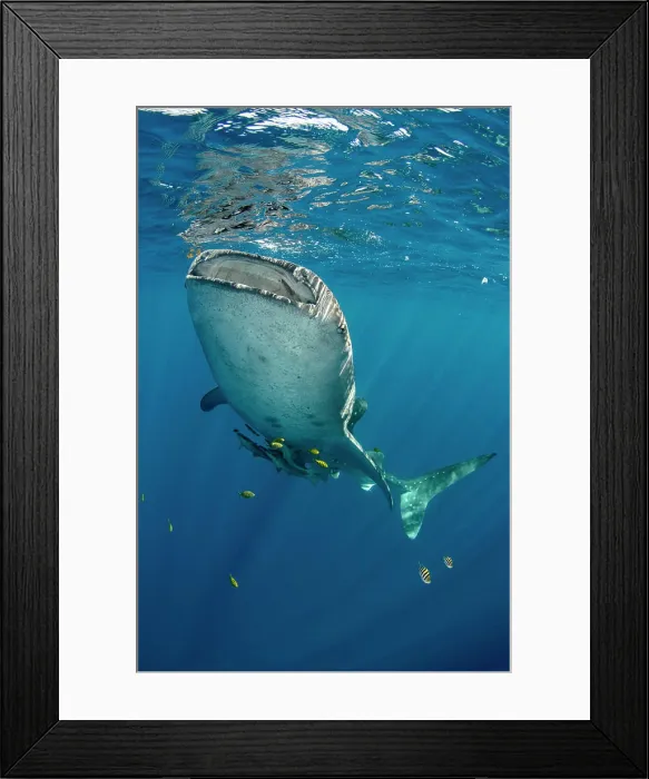 Framed Print : Whale Shark, Cenderawasih Bay, West Papua, Indonesia
