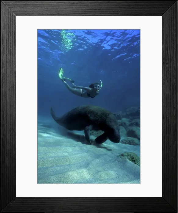 Framed Print : Atlantic Ocean Palm Beach Snorkeler with Manatee near reef trichechus manatus Framed Print : Atlantic Ocean Palm Beach Snorkeler with Manatee near reef trichechus manatus