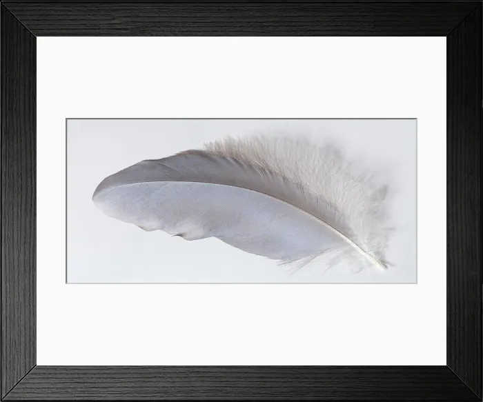 Framed Print : Great Blue Heron (Ardea herodias) feather Framed Print : Great Blue Heron (Ardea herodias) feather