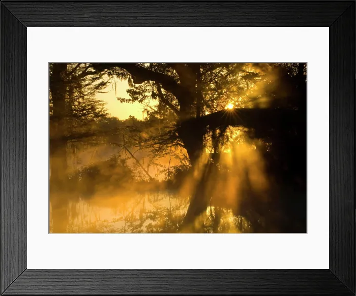 Framed Print : United States; South Carolina; Charleston; Magnolia Plantation, shafts of sunlight breaking through trees in fog