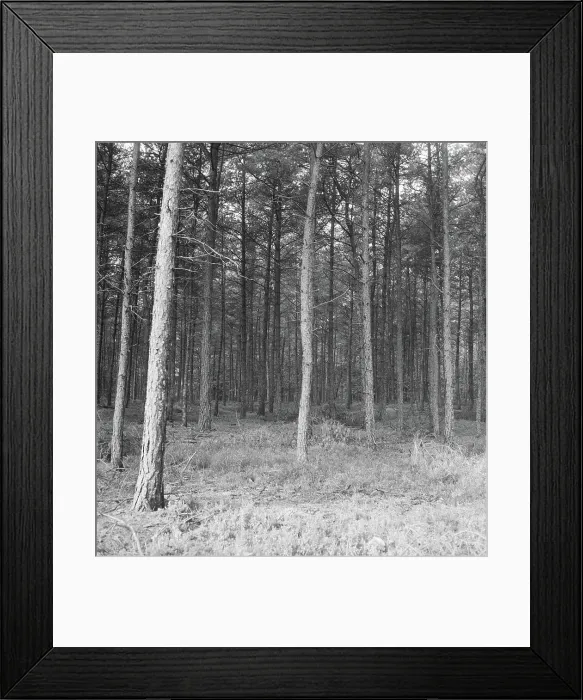 Framed Print : Collection of the Dutch Heidematschappij. Forests, overviews. undated