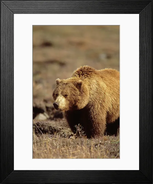 Framed Print : Grizzly Bear, Ursus arctos, Denali National Park, Alaska, BC, Canada Framed Print : Grizzly Bear, Ursus arctos, Denali National Park, Alaska, BC, Canada
