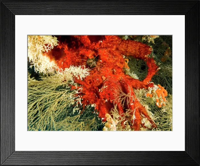 Framed Print : Arrow Crab on bright red sponge Framed Print : Arrow Crab on bright red sponge