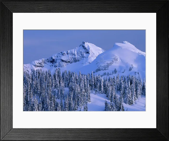 Framed Print : WA, Mt. Rainier NP, Tatoosh Range and snow covered trees Framed Print : WA, Mt. Rainier NP, Tatoosh Range and snow covered trees