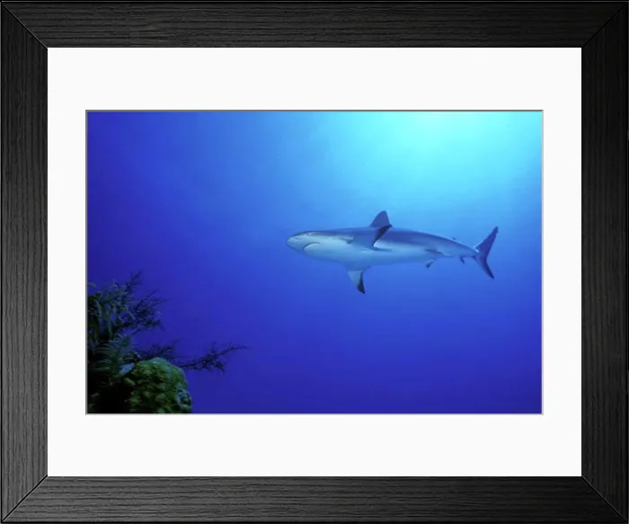 Framed Print : Bahamas Cat Cay Shark Dive Caribbean Reef Shark Framed Print : Bahamas Cat Cay Shark Dive Caribbean Reef Shark