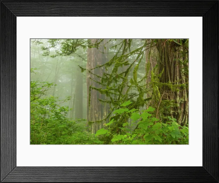 Framed Print : USA, California, Redwoods National Park. Fog in Ladybird Johnson Grove Framed Print : USA, California, Redwoods National Park. Fog in Ladybird Johnson Grove