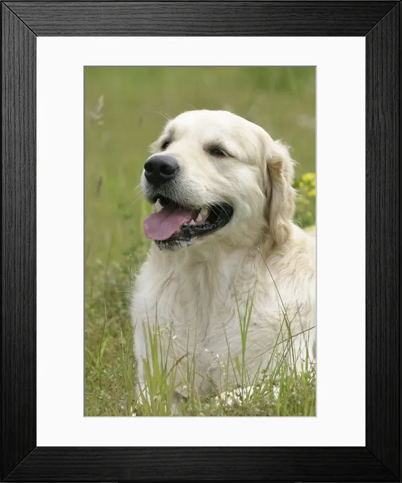 Framed Print : Golden Retriever Framed Print : Golden Retriever