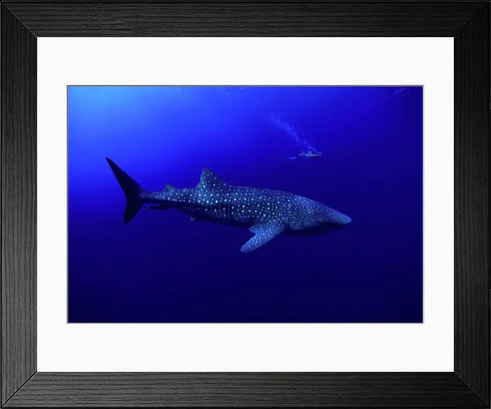 Framed Print : DC Hawaii, Whale shark (Rhiniodon typus) and diver in bkgd, CM-2006 B2028 Framed Print : DC Hawaii, Whale shark (Rhiniodon typus) and diver in bkgd, CM-2006 B2028