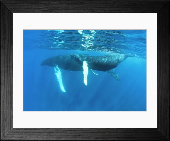 Framed Print : Humpback whales of the Silver Bank The humpback whale (Megaptera novaeangliae) is a species of baleen whale Framed Print : Humpback whales of the Silver Bank The humpback whale (Megaptera novaeangliae) is a species of baleen whale