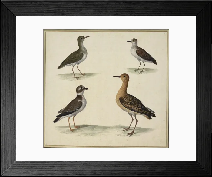 Framed Print : A watercolor and ink illustration by Johann Jakob Walther depicting the bird species Hypoleucos Framed Print : A watercolor and ink illustration by Johann Jakob Walther depicting the bird species Hypoleucos