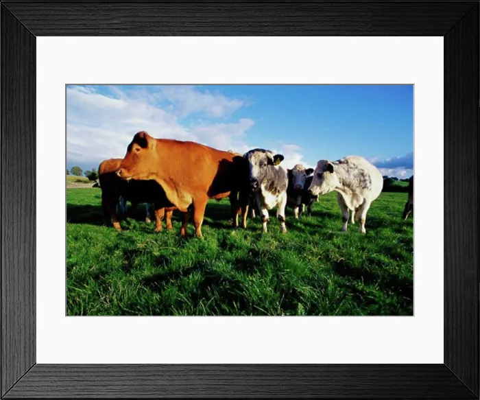 Framed Print : Herd of cows in a meadow, Ireland Framed Print : Herd of cows in a meadow, Ireland