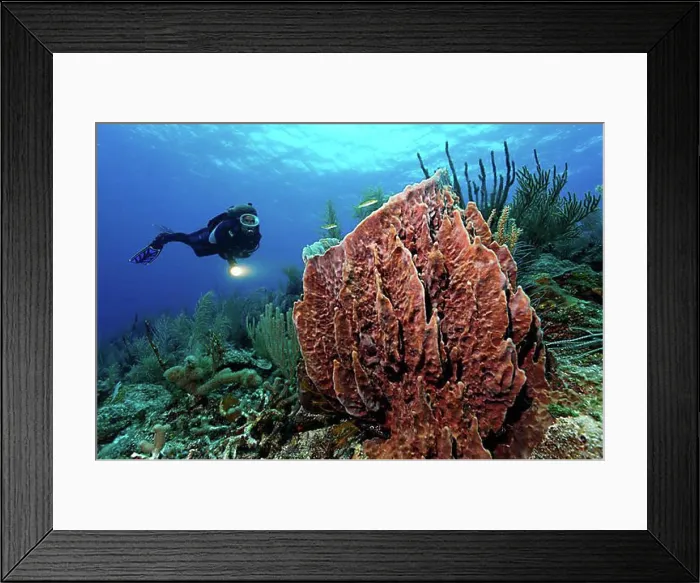 Framed Print : Female diver with a lamp looking at a Barrel Sponge (Xestospongia muta) in a coral reef