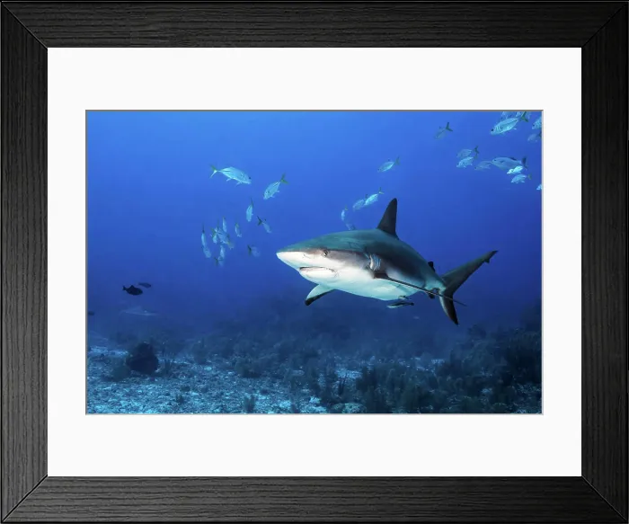 Framed Print : A Caribbean reef shark and a school of fish, Grand Cayman, Cayman Islands Framed Print : A Caribbean reef shark and a school of fish, Grand Cayman, Cayman Islands